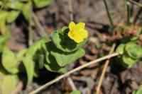 Hypericum elodes