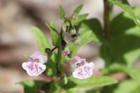 Scutellaria minor