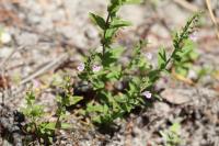 Scutellaria minor