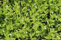 Lindernia dubia