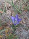 Gentiana pneumonanthe