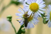 Oedemera nobilis