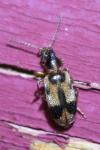 Notoxus monoceros