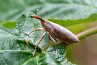 Lixus pulverulentus