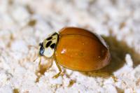 Harmonia axyridis