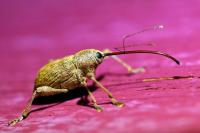 Curculio elephas