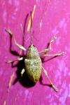 Curculio elephas