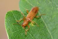 Opilo pallidus