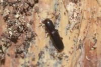 Teredus cylindricus
