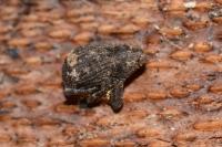 Echinodera hypocrita