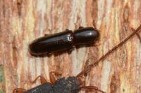 Teredus cylindricus