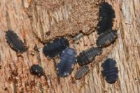 Endomychus coccineus