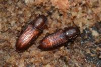Pycnomerus terebrans