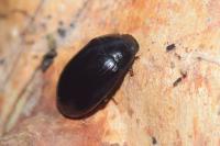 Platydema violacea