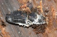 Spondylis buprestoides