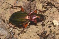 Carabus auronitens