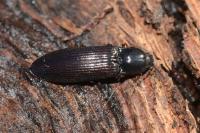 Hypoganus inunctus