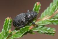 Strophosoma sus