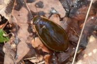 Cybister lateralimarginalis