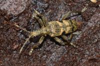Rhagium mordax