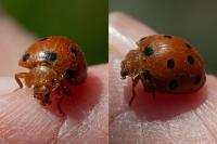 Henosepilachna argus
