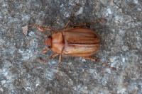 Rhizotrogus marginipes