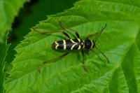 Clytus arietis