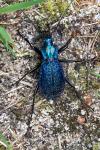 Carabus intricatus