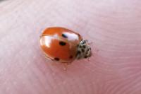 Adalia decempunctata