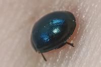 Plagiodera versicolora