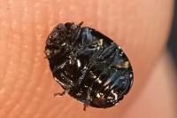 Plagiodera versicolora