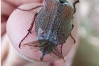 Melolontha hippocastani
