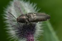 Cidnopus pilosus