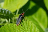Cantharis rustica