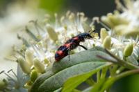 Trichodes alvearius