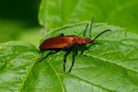 Pyrochroa serraticornis