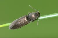 Aplotarsus incanus