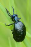 Meloe proscarabaeus