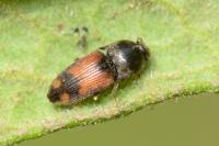 Drasterius bimaculatus