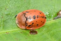 Cassida murraea