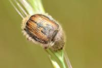 Anisoplia villosa