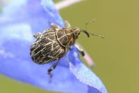 Mogulones geographicus