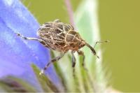 Mogulones geographicus