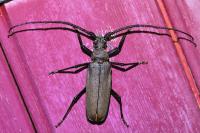 Aegosoma scabricorne