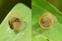 Hypera rumicis