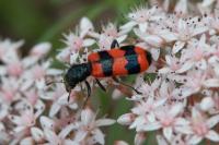 Trichodes apiarius