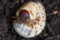 Oryctes nasicornis