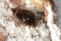 Scaphisoma agaricinum
