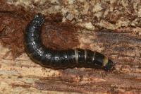 Stenagostus rhombeus