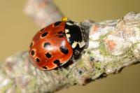 Anatis ocellata